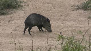 Bow hunting impact shots Javelina and hog kills [upl. by Avalsorim]