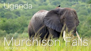 Murchison falls National park [upl. by Trilbie]