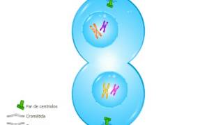 🦠🦠 meiosis explicacion facil 🦠🦠 [upl. by Torry]