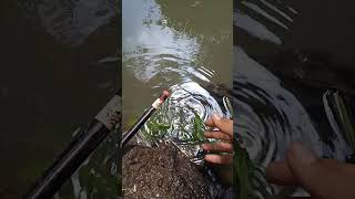 Rilis ikan Rasbora argyrotaenia wader pari fishing mancing pemula [upl. by Refotsirc]