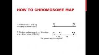 Linked genes and chromosome mapping [upl. by Rialcnis]