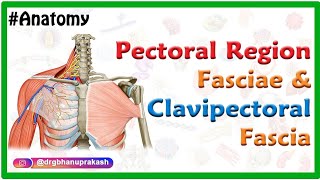 Pectoral region fasciae and Clavipectoral fascia Anatomy  Usmle mbbs and Neet pg [upl. by Carolina]