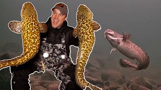 ICE FISHING for Burbot Eelpout  Underwater Footage  Locations Tips amp Tricks [upl. by Eenaej]