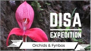 Disa Orchid Expedition Disa uniflora [upl. by Reyam]