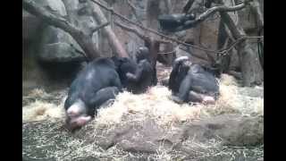 Bonobos im Frankfurter Zoo [upl. by Nirrok]