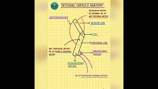 ⚕️ANATOMY OF THE INTERNAL CAPSULE⚕️ [upl. by Moyer]