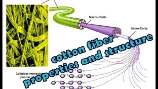 Cotton Fiber Properties Structure and Use [upl. by Ardnoid]