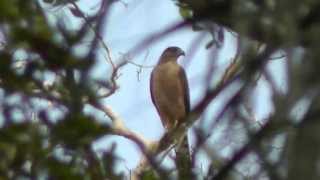 Gundlachs Hawk Cuba 13 April 2013 [upl. by Ardnaid631]