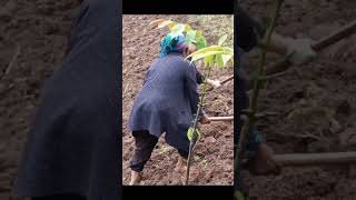 Hardworking Chinese Farmers Reclaiming Land for Farming woodfarm automobile woodprocessing food [upl. by Sileas]