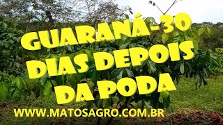 Guaraná  30 dias a pós a poda [upl. by Ernestine]