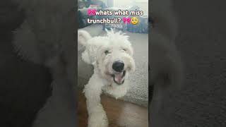 Miss trunchbull is mean to Farley  movie film movieclips dog labradoodle mathilda mathilda [upl. by Eibrik]