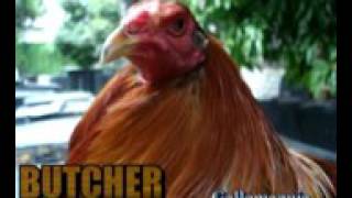 Historia de los gallos butcher [upl. by Stamata]