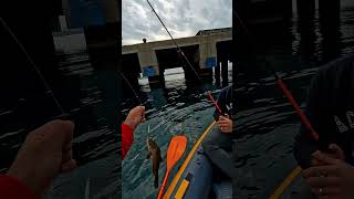 Grida balığı suya iade yaptık fishing decathlon balık kano balıkavı spin lrf hatay liman [upl. by Sej]