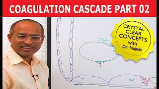 Coagulation Cascade  Part 212 [upl. by Creighton]