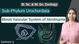 Herdmania  Blood Vascular System of Herdmania  In Hindi  B Sc amp M Sc  Zoology [upl. by Margeaux]