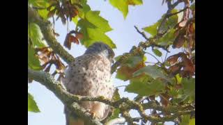 Kestrel along the Wade Lane track on the way to Langstone Mill Pond [upl. by Romilda740]