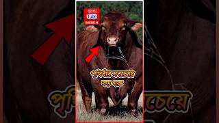 পৃথিবীর সবচেয়ে বড় গরু 😱  🤯 Biggest Largest Cow in the World shorts biggestcows [upl. by Aerdua]