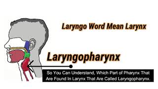 Laryngopharynx Overview  Just 2min You Know About Laryngopharynx  Medical Discovery [upl. by Nauqet564]