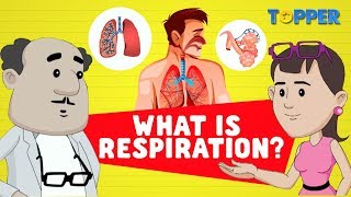 Respiration  Types of Respiration  Class 7th Biology [upl. by Etireuqram6]