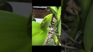 Cattleya rex spike timelapse  evolution [upl. by Ching]