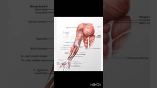 Anatomy of arm biceps brachii brachialiscoracobrachialis the simple mnemonic shortvideo shorts [upl. by Lesya]