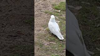 Sulphurcrested cockatoos in Blue Mountains [upl. by Aihsele294]