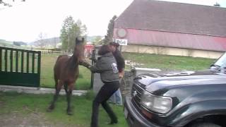 Sauvetage 3 chevaux à Neuchâtel CH [upl. by Artinek]