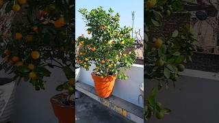 beautiful orange plant  orange tree  calamondin orange gardening [upl. by Roice]