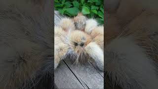 Making phobias less scary Part 1 phobia arachnophobia spiders cute educational [upl. by Kelleher]