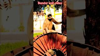 Bandar ki hansne wali video 😂😂 monkeylaughing bandarwalivideo [upl. by Ahern]