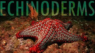 The Evolution of Echinoderms [upl. by Affrica241]