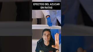 El efecto del azucar en Ratas supervivencia curiosidades emergencia [upl. by Kennie236]