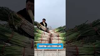 Aquí es cómo los japoneses cultivan las cebollas verdes [upl. by Ylluz]