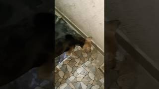 Please help street dogs 🐕 🙏 in rainy season help streetdog donatefood viralvideo viralshort [upl. by Alcott]