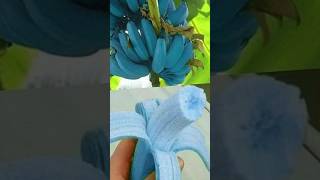 blue java bananafacts about worldgeneral knowledge shortsfeed [upl. by Krutz]