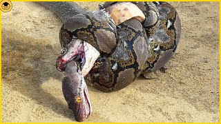 15 Epic Battles Between Snakes and Cobras [upl. by Llednov]