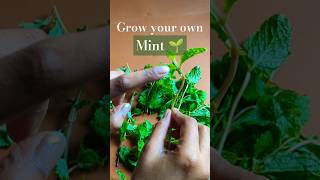 Grow your own  Ep 1 Organic Mint [upl. by Saravat576]