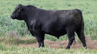 Lot 142 EVT22T425 Peakes Bowen 2024 [upl. by Haldas]