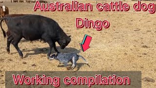 Australian cattle dog Dingo working compilation  blue heeler working [upl. by Yonina]