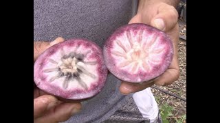 Caimito aka Star Apple Fruit [upl. by Dow]