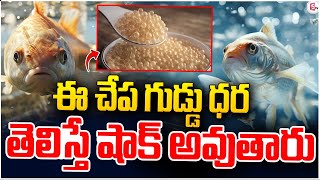 ఈ చేప గుడ్డు ధర ఎంతో తెలుసా   Fish Eggs Cost Latest News sumantvpithapuram [upl. by Henghold]