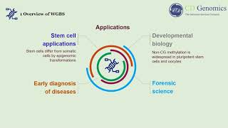 Principle and Workflow of Whole Genome Bisulfite Sequencing [upl. by Vinita]