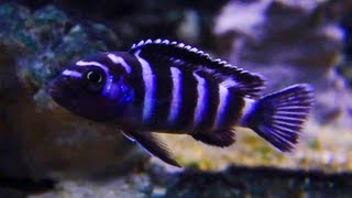 African Cichlid Demasoni [upl. by Nye]