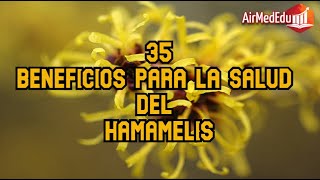 35 Beneficios para la Salud del Hamamelis [upl. by Oahc]