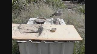 How to Make a Bird Trap  that actually works [upl. by Easlehc]