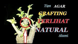 Cara agar bekas Sambungan adenium  Grafting terlihat seperti Asli  Rosa do deserto [upl. by Mcgrody]