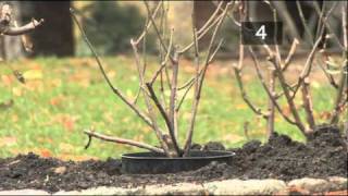 How To Plant A Rose Bush [upl. by Aigneis]