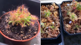 Drosera scorpioides with update [upl. by Vardon]