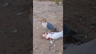 Turumti birdslover falcon falconry in Pakistan [upl. by Bobseine]