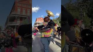 We let the dogs out in the French Quarter for the Mystic Krewe of Barkus 🐶 louisiana dog viral [upl. by Orms]